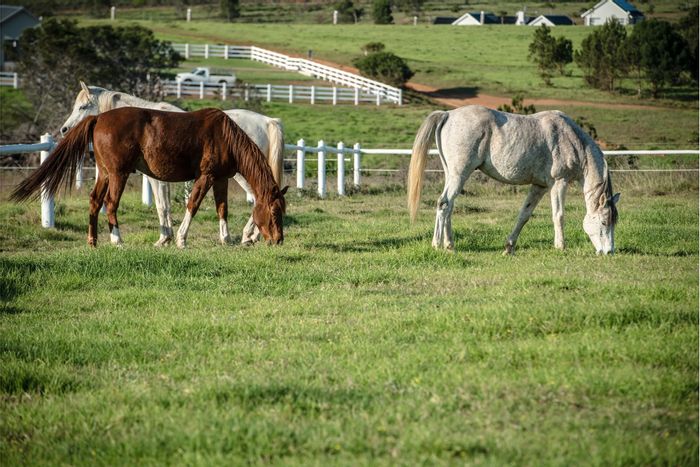 Kabeljauws Vacant Land Residential For Sale: Equestrian facilities, ocean views, secure estate.