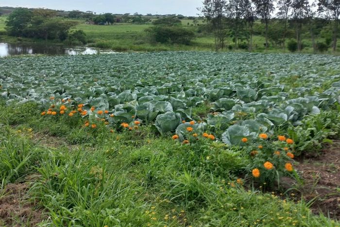 For Sale: 20.3-hectare farm in Pietermaritzburg Rural with dams, equipment, and spacious farmhouse.