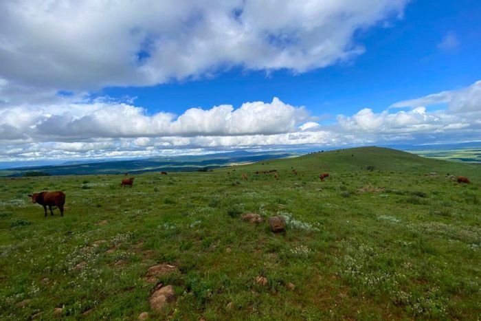 For Sale: 400-hectare farm in Vryheid Rural with grazing, timber, and water resources.