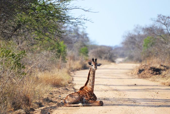 Vacant Land Residential for Sale in Moditlo Nature Reserve, riverfront access, wildlife nearby.