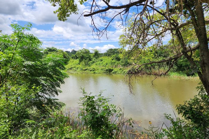 For Sale: Farm in Louis Trichardt Rural with irrigation, water rights, and diverse crops.