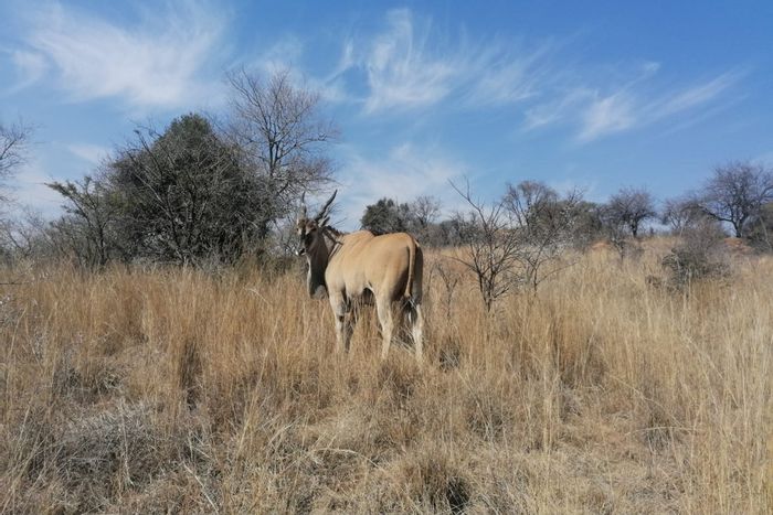 Vacant Land Residential For Sale in Honingklip AH, with wildlife and outdoor activities.