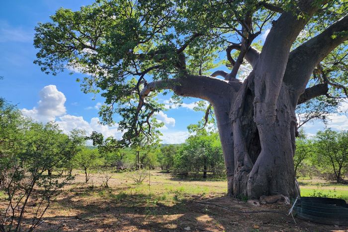 For Sale: Farm in Mopane with solar, game fencing, water supply, and accommodations.