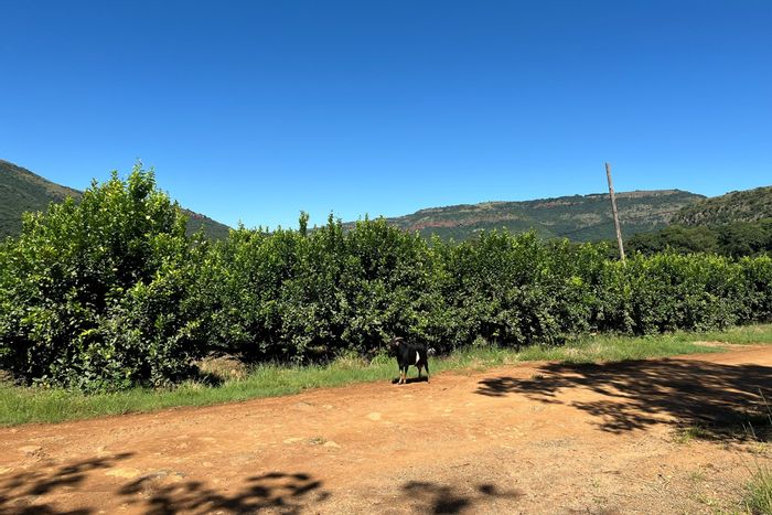 Nelspruit Rural Farm For Sale: 171ha, irrigation, lemon trees, home, water rights.