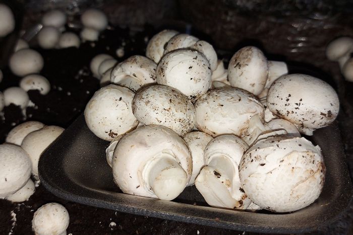 For Sale: Established mushroom farm in Brits Rural with residential facilities and irrigation.