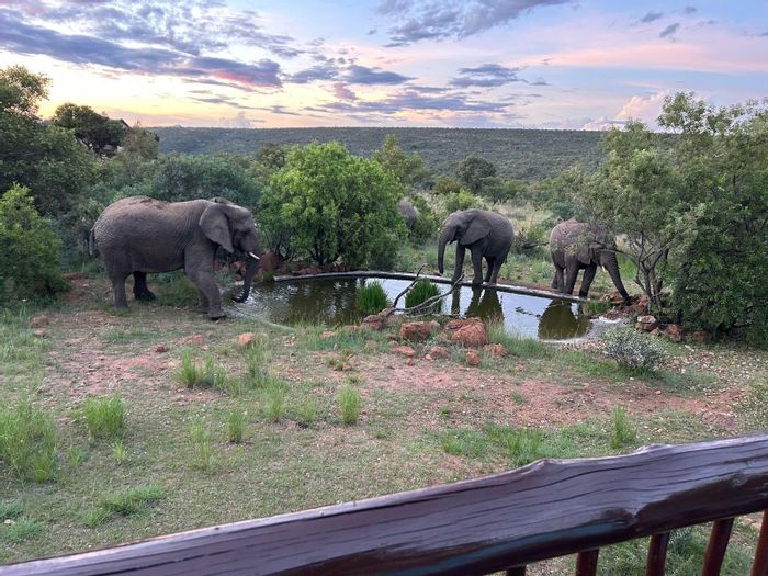 House for Sale in Mabalingwe Nature Reserve – Big 5, pool, and wildlife views.