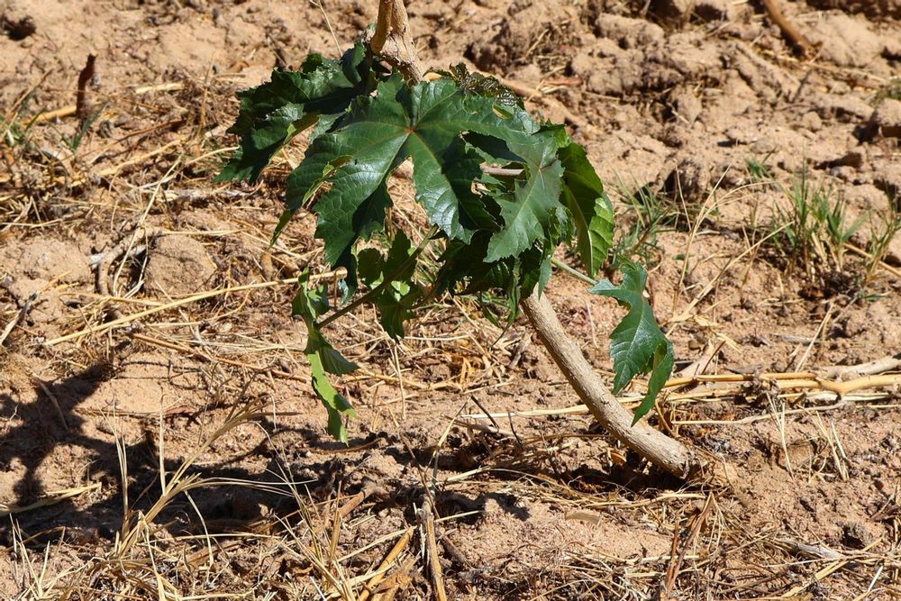 naturally occurring grapevine likely from north