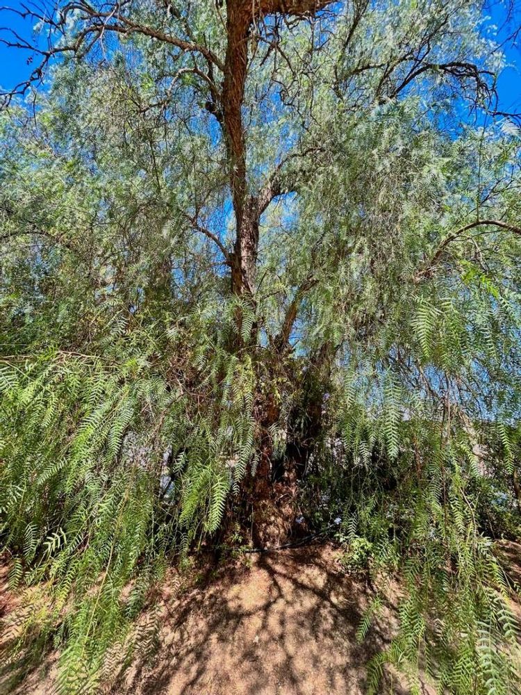 100 year old Pepper tree