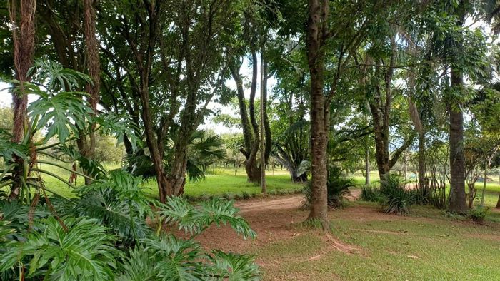 Versatile macadamia farm with water security, farmhouse, stables in Louis Trichardt Central. For Sale.