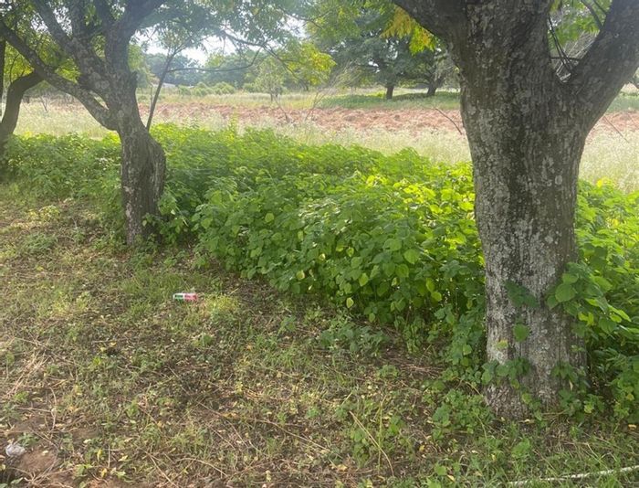 Vacant Land Residential To Rent in Glenferness, 10,000 SQM for Agriculture.