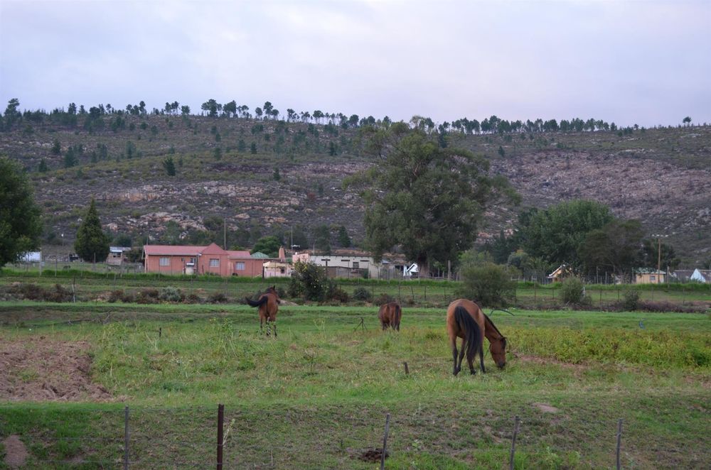 view towards neighbour south