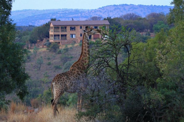 For Sale: Spacious 6-bedroom house in Swartruggens Central with pool and workrooms.