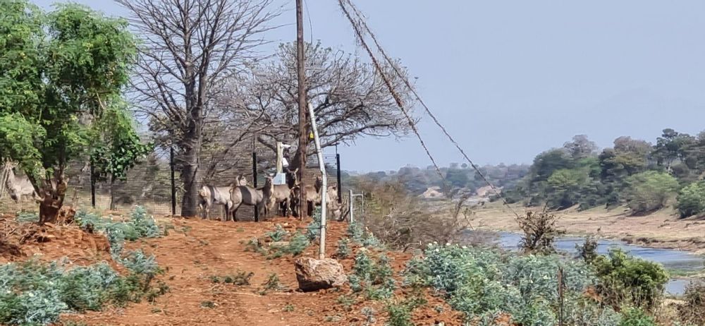 Water Buck on Stand 1