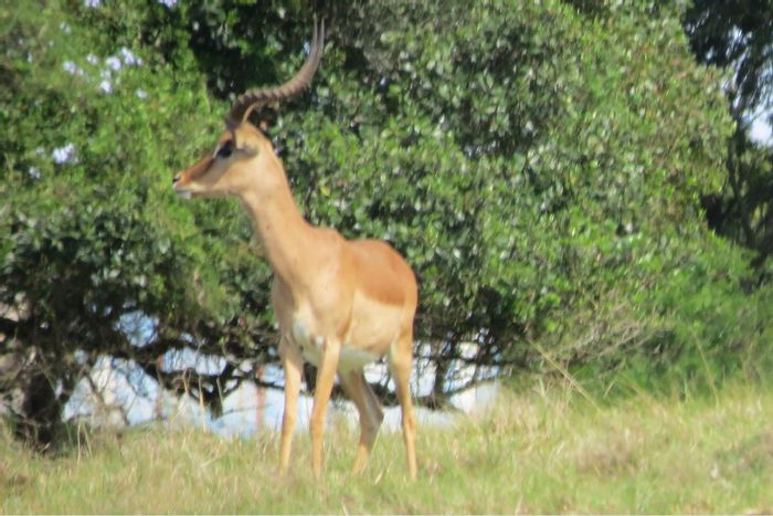 Colleen Glen Farm For Sale: 90 hectares with water, electricity, and wildlife access.