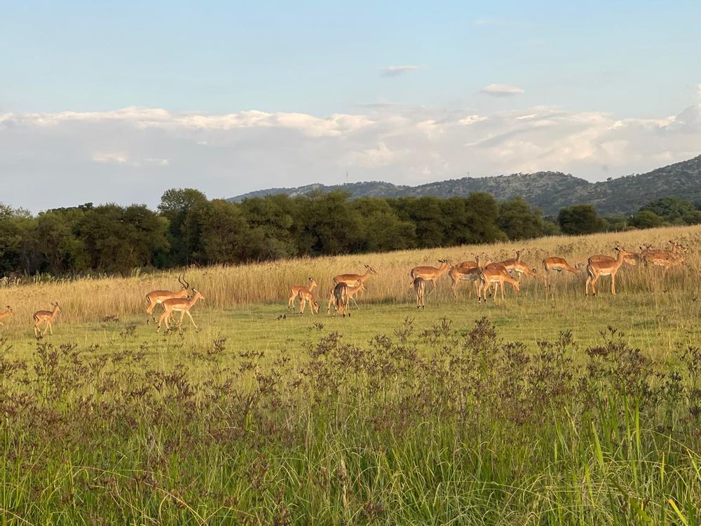 Uninterrupted greenbelt view 