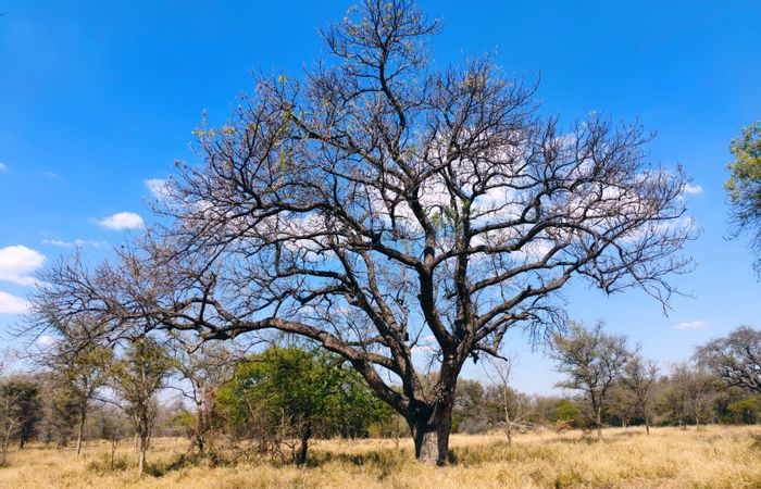 For Sale: 12ha farm in Bela Bela Central with multiple homes and boreholes.