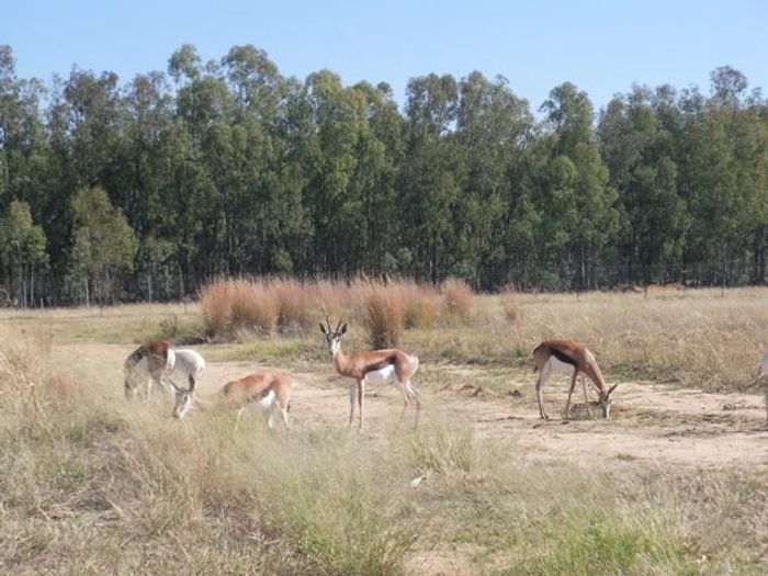 Vacant Land for Sale in Wilkoppies: 5000m², 24-hour security, build your dream home.