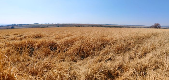 For Sale: 335ha Farm in Mookgopong Central with irrigation, cattle facilities, and water rights.