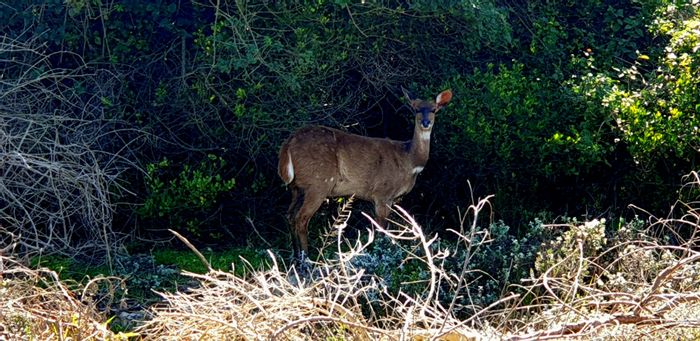 Vacant Land Residential in Dana Bay For Sale: 1104 m², ocean views, wildlife nearby.