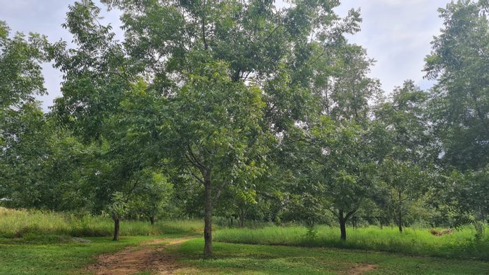 For Sale: White River AH Farm with arable land, river access, and solar power.