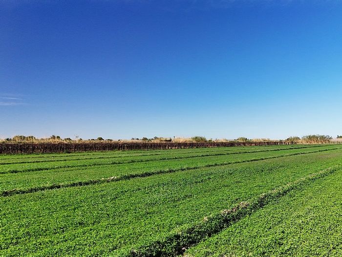 Irrigation Farm For Sale in Keimoes Rural - 8.57 ha with water allocation.