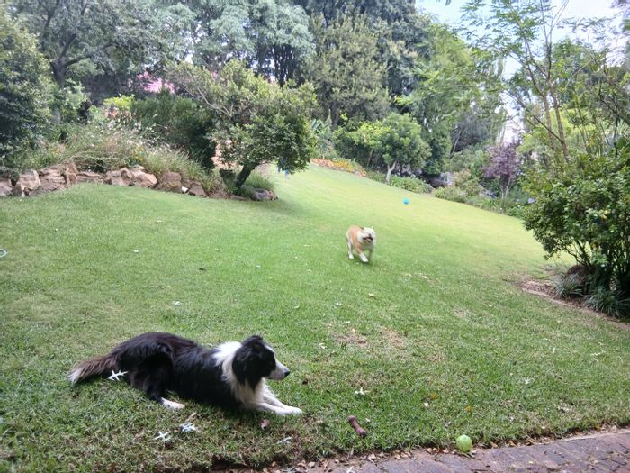 Waverley Apartment To Rent: 1 bedroom, pet-friendly, private garden, secure parking.