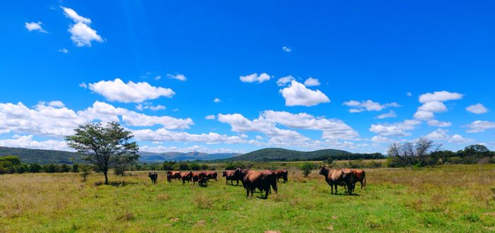 145Ha farm in Modimolle Central for sale with cattle facilities and rental houses.