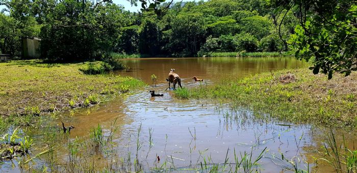 Thriving Farm in Port Shepstone Rural with Animal Boarding and Abundant Amenities!