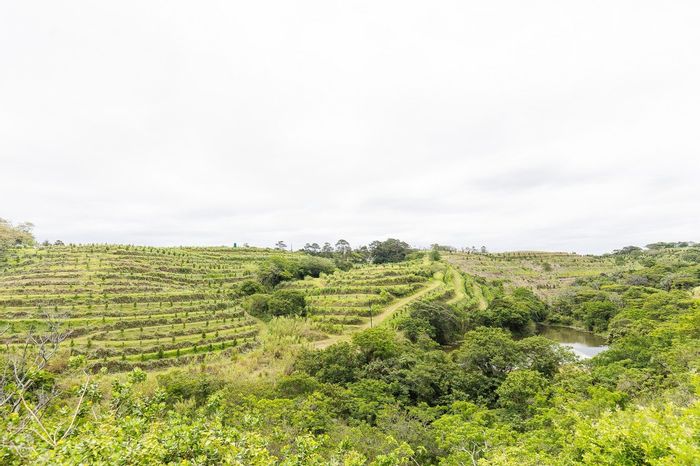 Southport Farm For Sale: Income Potential, Sea Views, and Established Macadamia Trees!