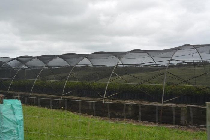 Paddock Farm For Sale: 130 hectares, multiple homes, macadamia nursery, waterfalls.