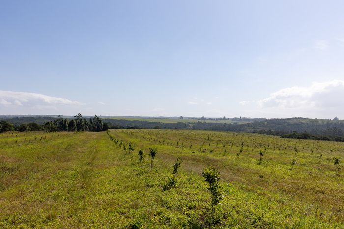 Prime Paddock Farm for Sale: 142 Ha with Macadamias, Sugarcane, and Development Potential