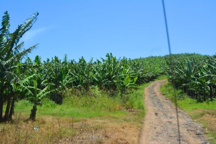 Thriving Oslo Beach Farm with Irrigated Banana Plantation and Macadamia Nut Trees For Sale