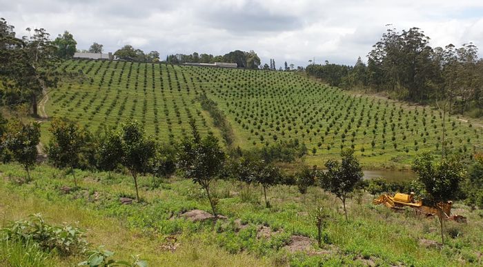 Prime Paddock Farm for Sale: Established Macadamia Trees and Water Source!