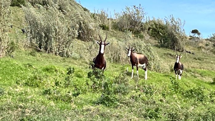 Vacant Land Residential For Sale in Outeniquasbosch with wildlife, trails, and future amenities.