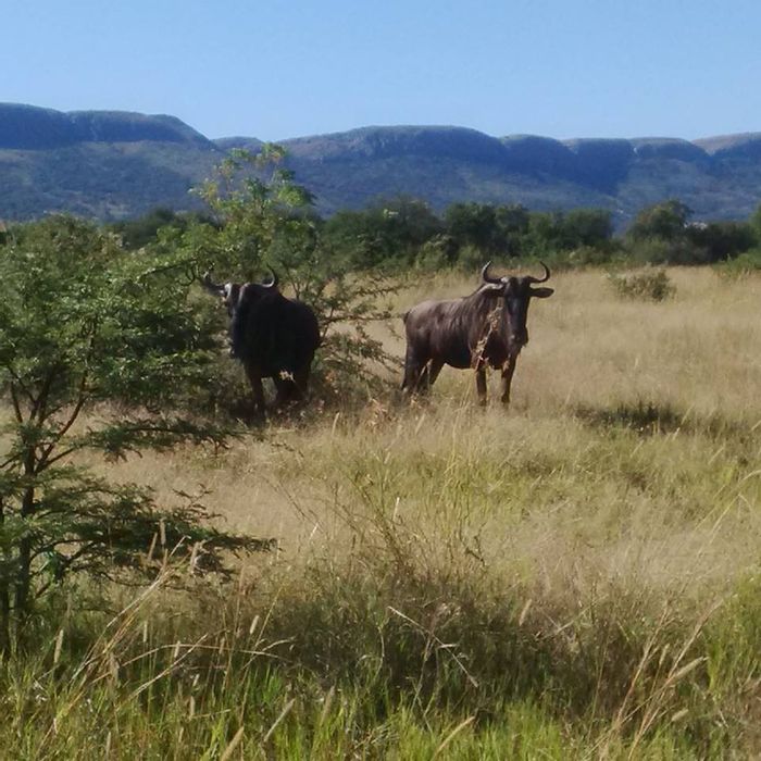 La Camargue Private Country Estate For Sale: Vacant Land with wildlife, trails, clubhouse.