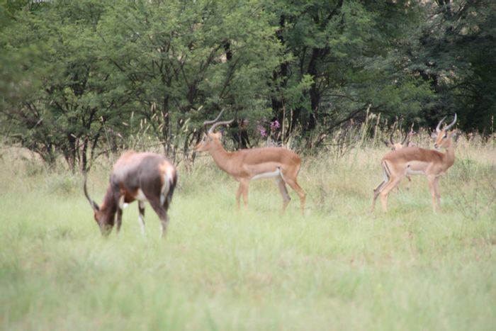 La Camargue Private Country Estate: For Sale - Vacant Land Residential with wildlife, security, and off-grid potential.