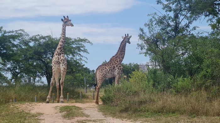 Vacant Land Residential For Sale at Wild Fig Country Estate with wildlife and trails.