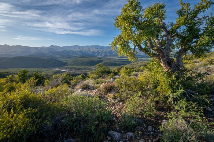 For Sale: Farm in Van Wyksdorp with 25 Ha, wildlife access, and modern amenities.