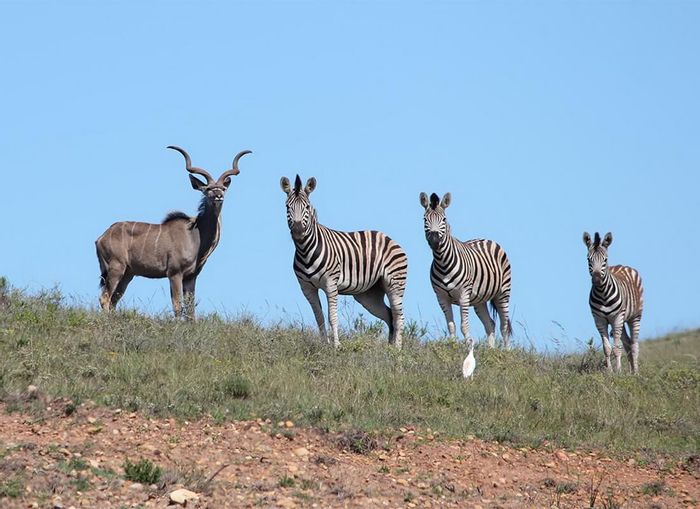 Vacant Land Residential in Hartenbos Rural for Sale: Nature, security, and wildlife await.