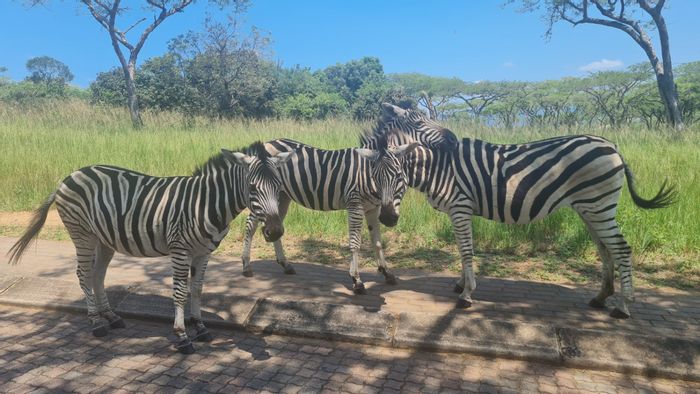 Vacant Land Residential For Sale: Wild Fig Country Estate, wildlife, dams, and trails.
