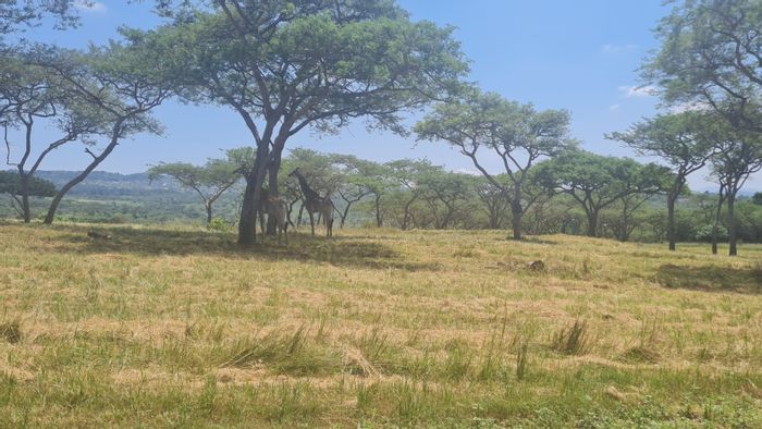 Wild Fig Country Estate: For Sale - Vacant Land Residential with wildlife, trails, and views.