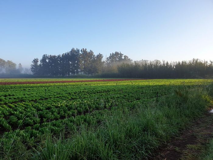 Irrigation farm in Honingneskrans AH for sale with water rights and rental units.