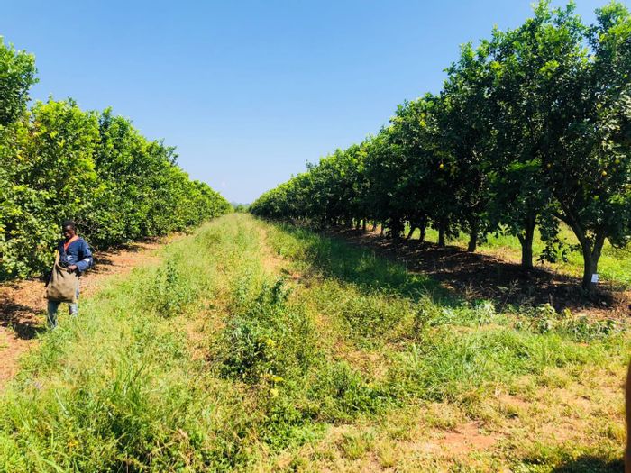 For Sale: 5.6 ha Farm in White River Rural with lemon trees, build your dream home.