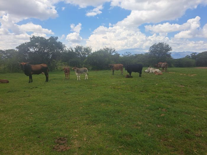 Spacious 975ha Farm in Polokwane Rural with Watered Grazing Camps For Sale!