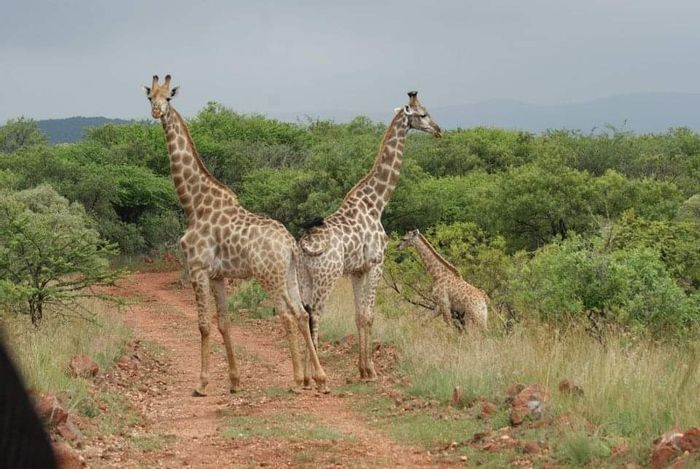 Farm for Sale in Swartruggens Central: Event venue, game drives, hunting, and accommodations.