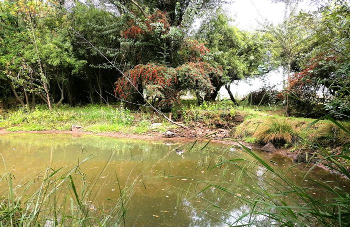 Blue Saddle Ranches House: Equestrian Estate with Wendy Houses, Treehouse & Farming Opportunities.