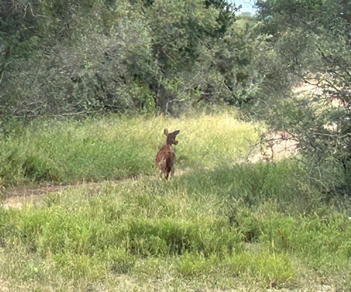 Vacant Land for Sale in Hoedspruit Central, Moditlo Wildlife Estate, 1.0196 HA.