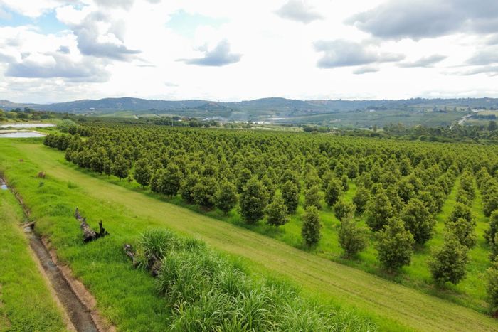 For Sale: 45-Hectare Farm in White River AH with Macadamia Trees and Dwellings.