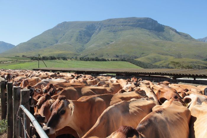 Riversdale Rural Farm For Sale: Dairy facilities, irrigation, and versatile crop potential.