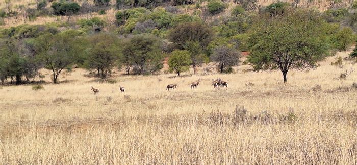 Koster Central Farm For Sale: Includes livestock, borehole, and spacious grazing fields.